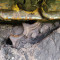 Komatsu D53P-16