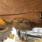 JCB 427