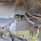 ZIL 130