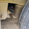 Schmitz Cargobull SCB*S3T