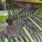 CLAAS Rollant 250 RC