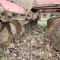 Horsch Joker 8 RT