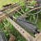 Harrows