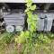 Volvo with milk tank