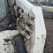 Bobcat S 250