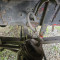 IVECO-FORD 170E23