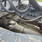 Iveco AS 440S + Carnehl CHKS/A