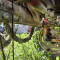 Belarus MTZ 505