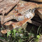 Demolition shears