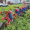 Agrolux HRT 5975 AX