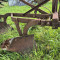 Horse-drawn plow