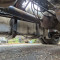 Iveco AS440T/P