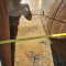 Digging bucket