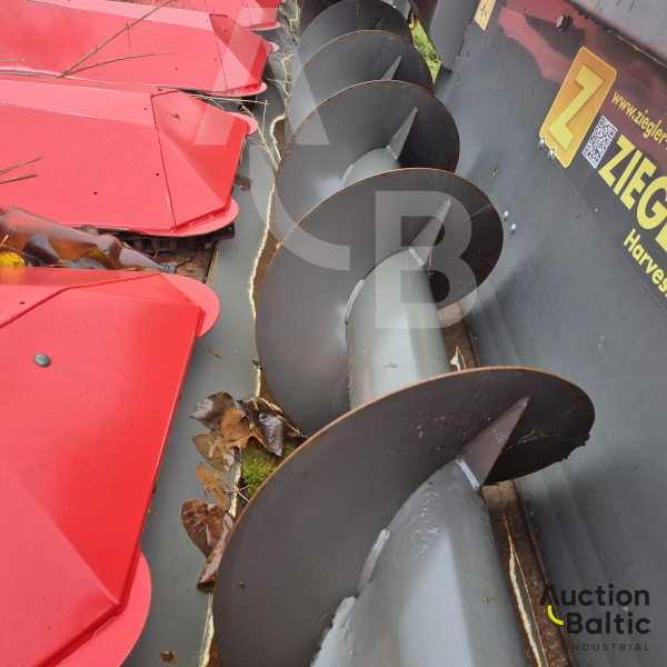 Ziegler Zchte-Corn Champion