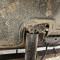 Gaz 53