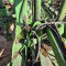 Cultivator