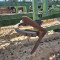 Cultivator