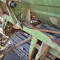 Amazone ZA-MI 12-36