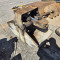 Grapple bucket