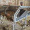 Animal cages (35 units)