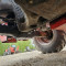 Manitou MLT 735 120 PS ST3B