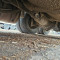 Mus-Max Wood Terminator 11+Kesla 2112 T+Volvo FH16