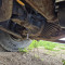Mercedes-Benz Actros 4141