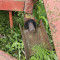 Mower